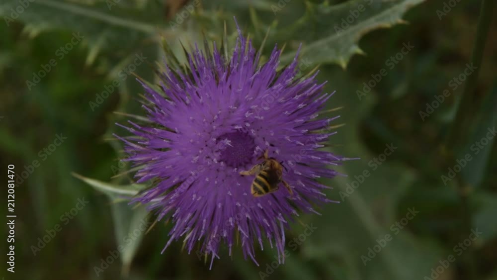 Bee collect pollen on Flower Burdock Bee collect pollen on Flower Burdock