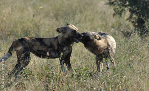 Wilddogs are playing around with each other, but when there are hunting, there are dangerous killers