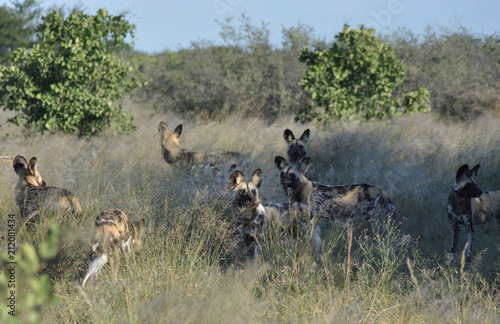 Wilddogs are playing around like pupets but are dangerous hunters and killers