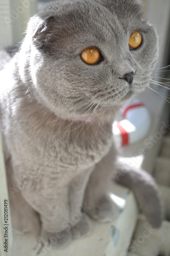 Busya