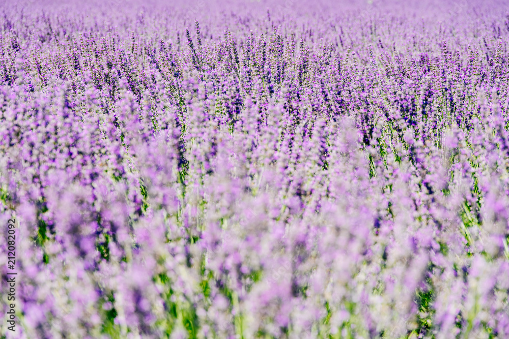 Purple Lavender Field In Summer