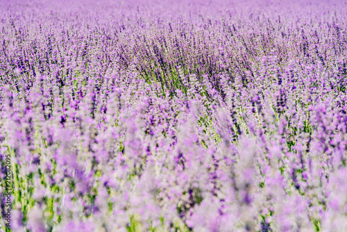 Purple Lavender Field In Summer
