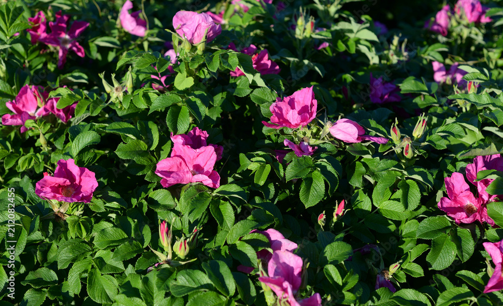 Wild rose bush close up. Wild rose bush close up.
