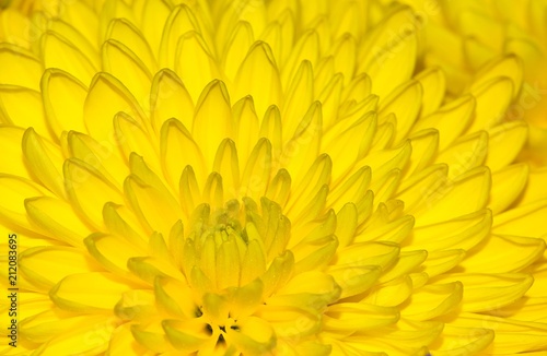 A close up image of a yellow chrysanthemum flower with another one in the background  filling the frame. Centered slightly left.