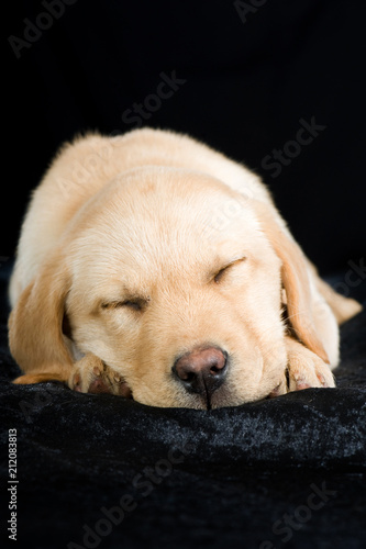 Schlafender Labradorwelpe auf schwarzem Grund