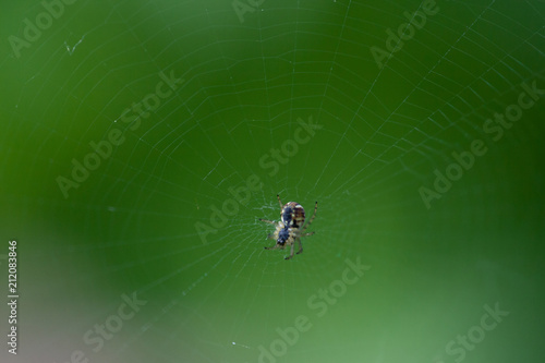 Close up of garden spider sitting on his web.