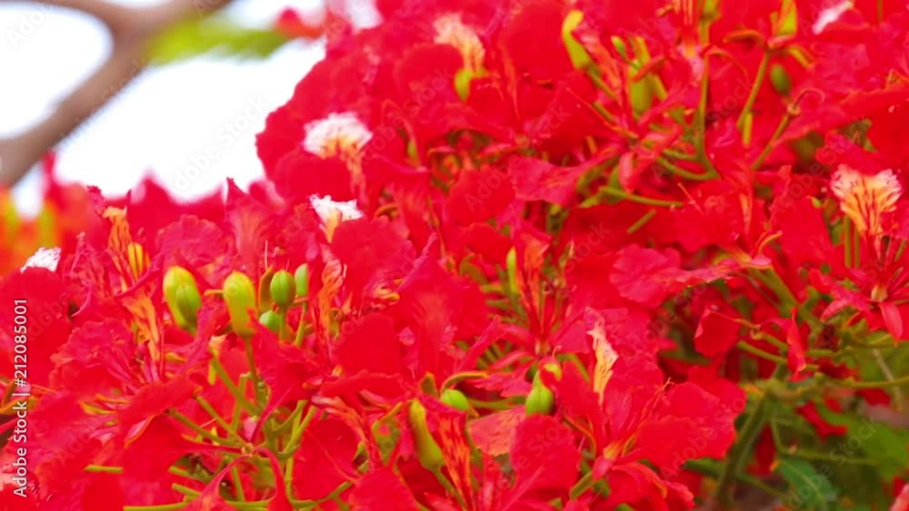 Royal poinciana, delonix regia from the fabaceae family also none as the flame tree, with its vibrant red flowers, panoramic panning camera high definition stock footage clip. Royal poinciana, delonix regia from the fabaceae family also none as the flame tree, with its vibrant red flowers, panoramic panning camera high definition stock footage clip.