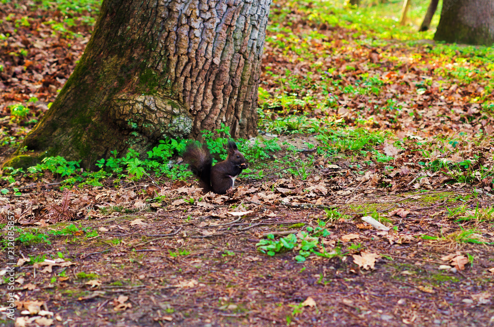 Squirrel with a nut in the park Squirrel with a nut in the park