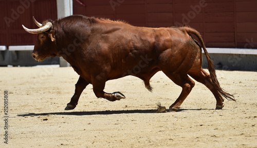 toro en españa corriendo en plaza de toros