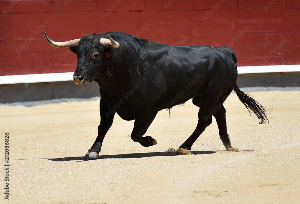 spanish bull in bullring