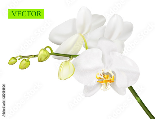 Orchid branch isolated on white background.