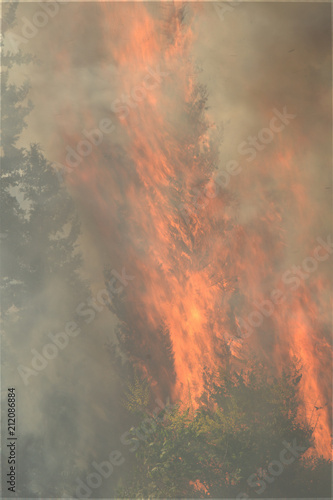 Wildfire close up photo, day, burning trees
