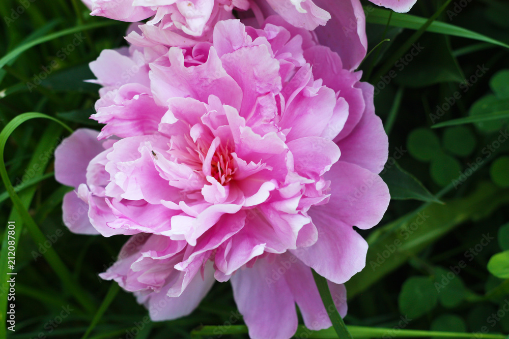 Lovely pink peony