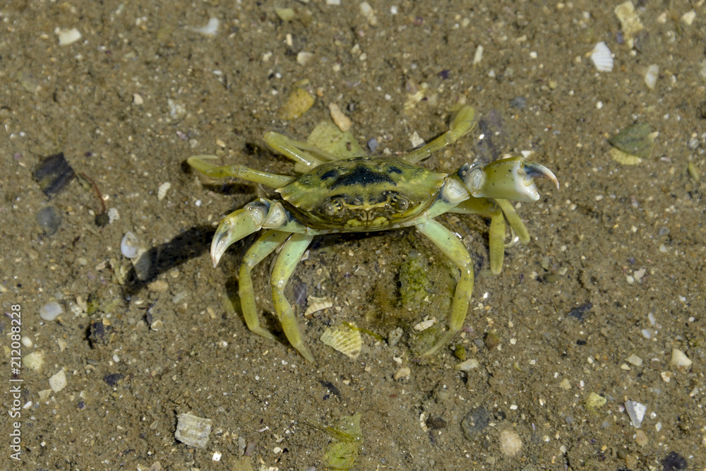 Crabe vert, Crabe enragé, Carcinus maenas