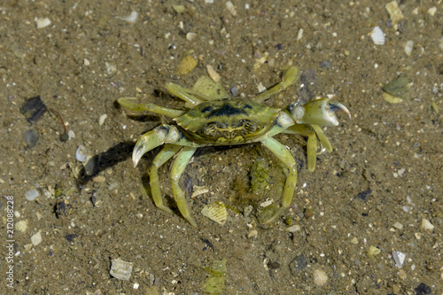 Crabe vert  Crabe enrag    Carcinus maenas