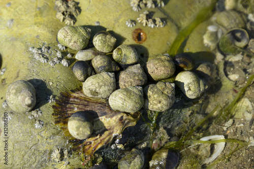 Bigorneau, Littorina littorea photo