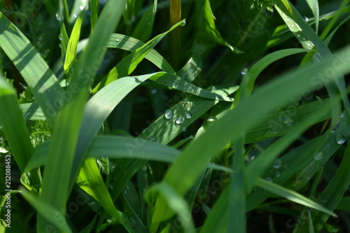 Morning dew