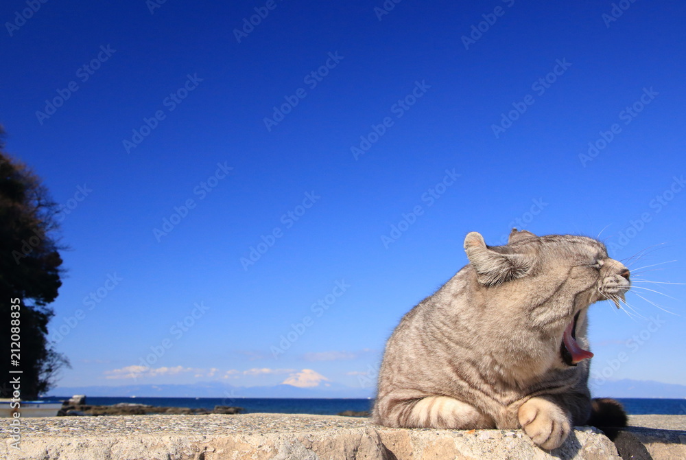 あくびする猫と海