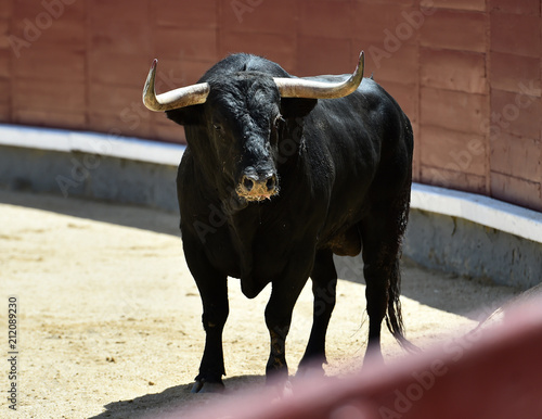 bull in bullfighting in spain