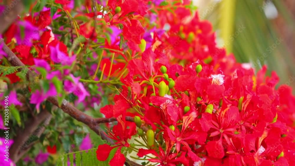 Flame tree, royal poinciana, delonix regia from the fabaceae family, with its vibrant red flowers, panoramic panning camera high definition stock footage clip. Flame tree, royal poinciana, delonix regia from the fabaceae family, with its vibrant red flowers, panoramic panning camera high definition stock footage clip.