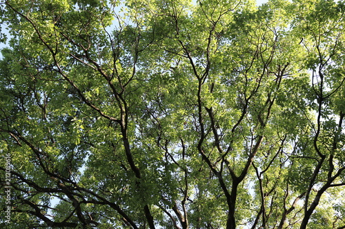 新緑の木 © 辰徳 小林