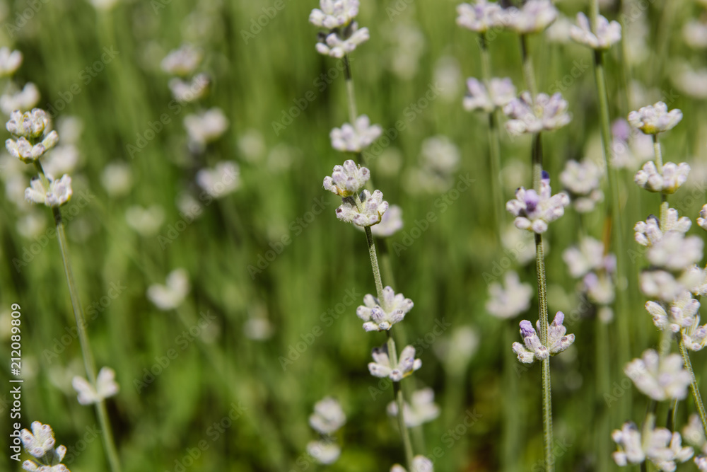 selective focus of flowers on blurred background selective focus of flowers on blurred background