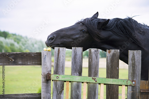 pretty horse on a farm near a wooden fence in summer