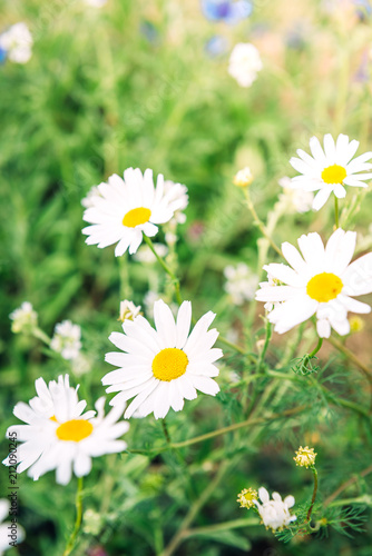 Chamomile field flowers. Beautiful summer nature scene with blooming medical chamomilles in sun flare. Herbal flowers