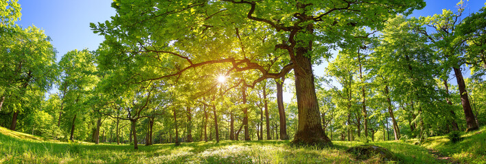 old oak tree foliage in morning light with sunlight