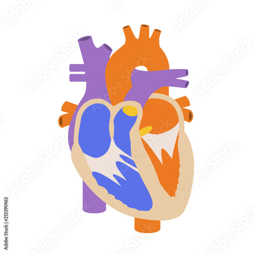 Human heart in cut -  section of heart structure