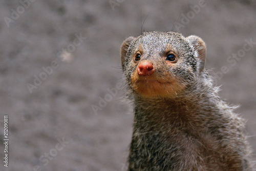 cute mongoose 