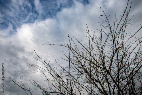 Bare trees  silhouettes against sky