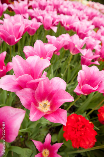 Tulips blooming in a garden in botany park in early spring