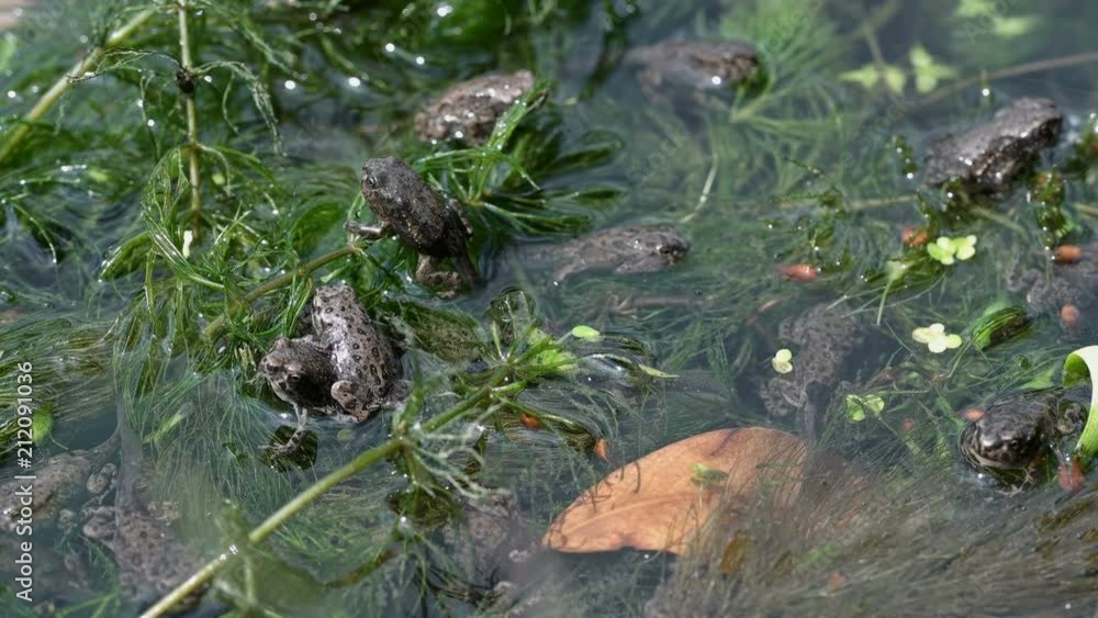 many small frogs in a pond, close-up many small frogs in a pond, close-up