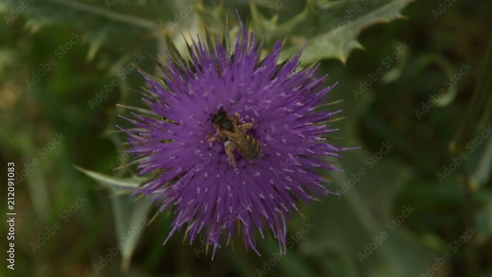 Bee collect pollen on Flower Burdock Bee collect pollen on Flower Burdock