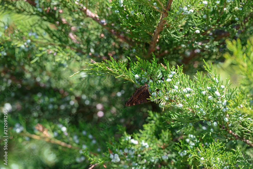 selective focus of cypress green branches with cones selective focus of cypress green branches with cones