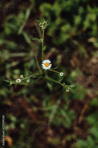 Field daisy on a green background with brown tones. © Vadim