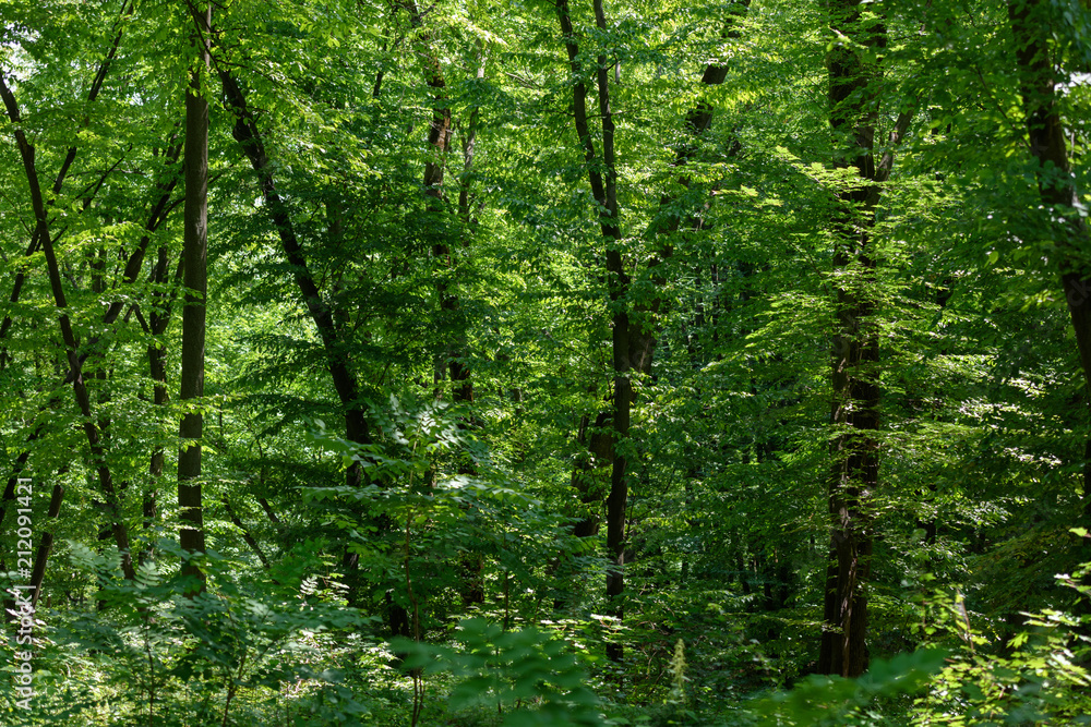 scenic view of green tress with sunlight in forest scenic view of green tress with sunlight in forest