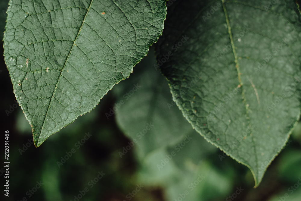 Green leaves in noble colors from the village. Green leaves in noble colors from the village.