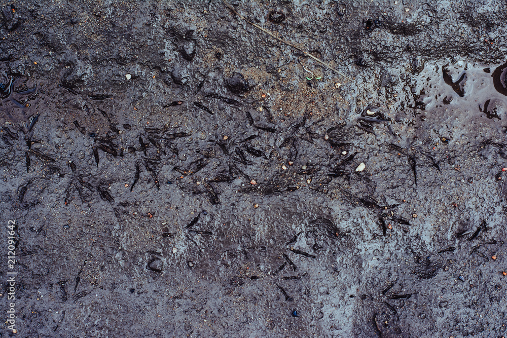 Texture of dirty sand with stones. Birds on dirt. The natural environment of birds Texture of dirty sand with stones. Birds on dirt. The natural environment of birds