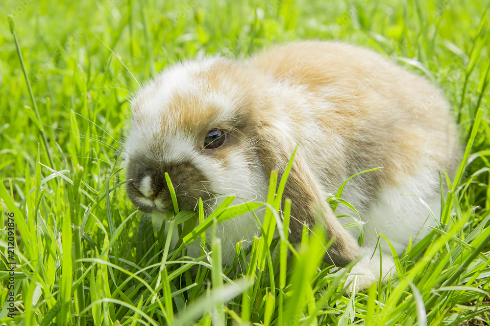 red and white little rabbit on green grass red and white little rabbit on green grass