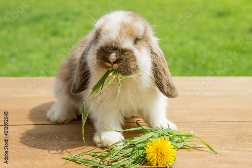 red and white little rabbit eating grass on a wooden background and grass.