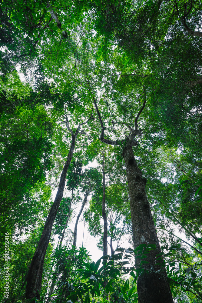 Fototapeta premium Tropical rainforest landscape of Thung khai botanical garden trail. Trang, Thailand.