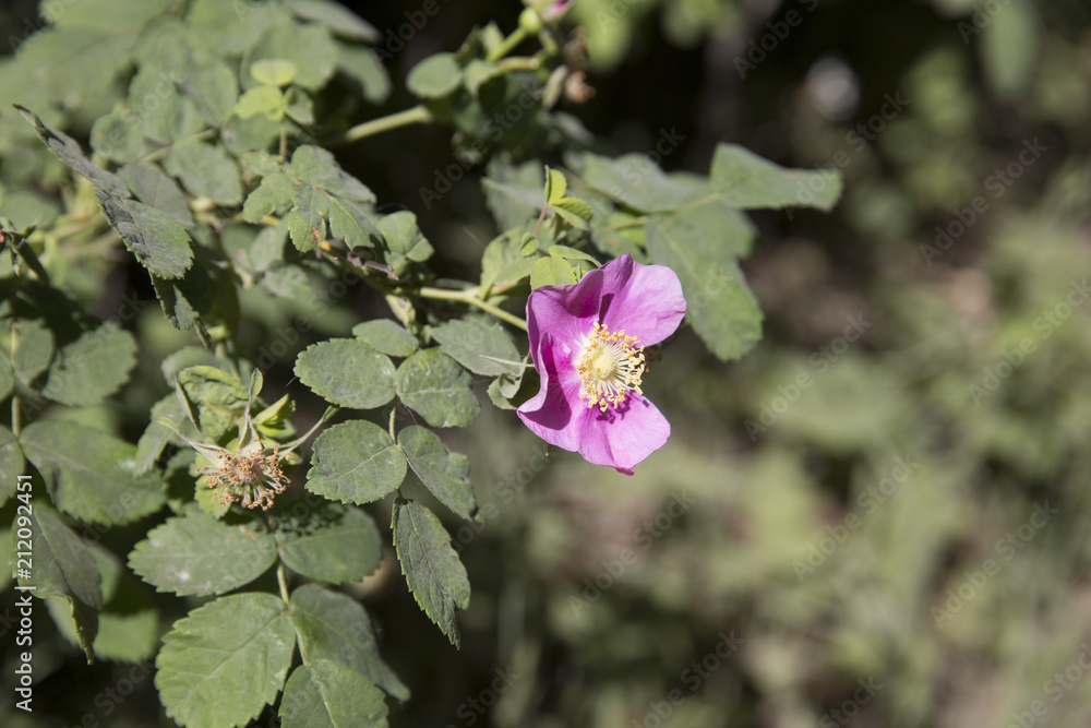 pink flower in woodland