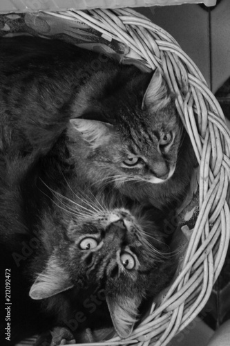 Cute brother kittens awakened and hugging in a basket