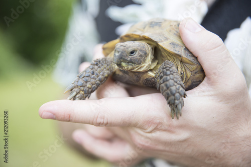 tortoise in hand 