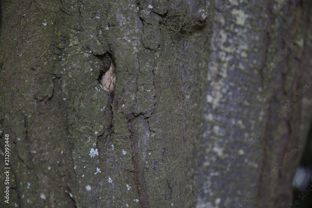 tree bark 2 tree bark 2