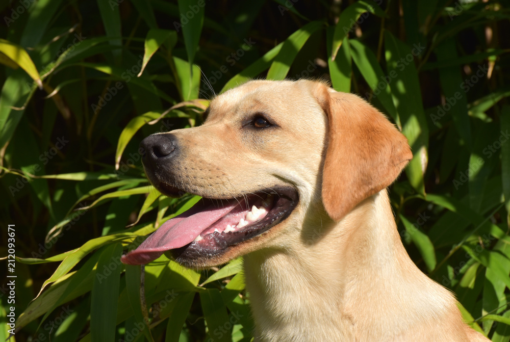 Gelber Labrador Retriever Junghund