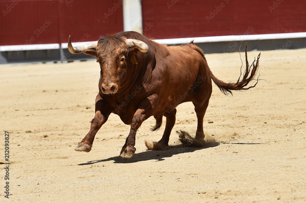 toro rojo en españa