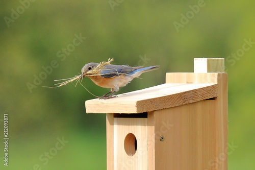 A pair of Eastern Bluebirds bring nesting materials to a new box. 